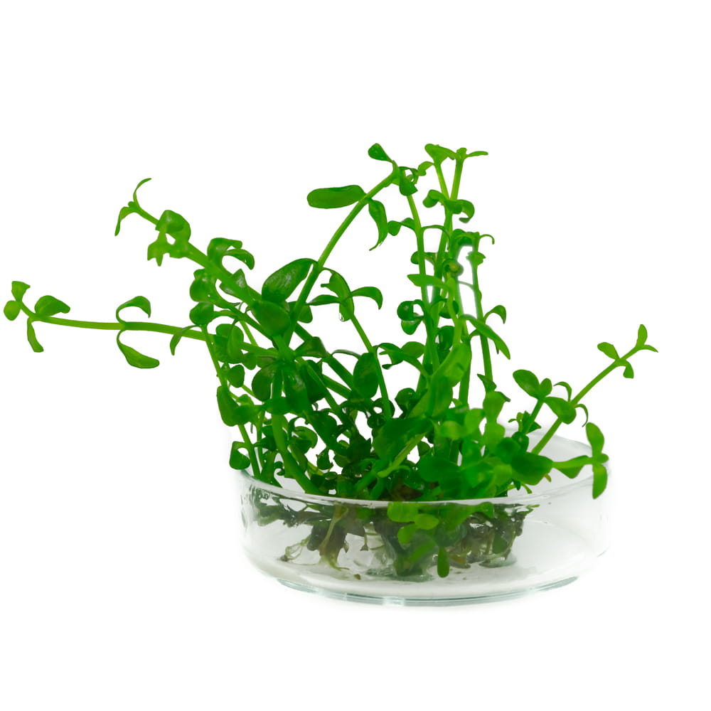 Bacopa monnieri DROBNOLISTNA in vitro 10 sadzonek